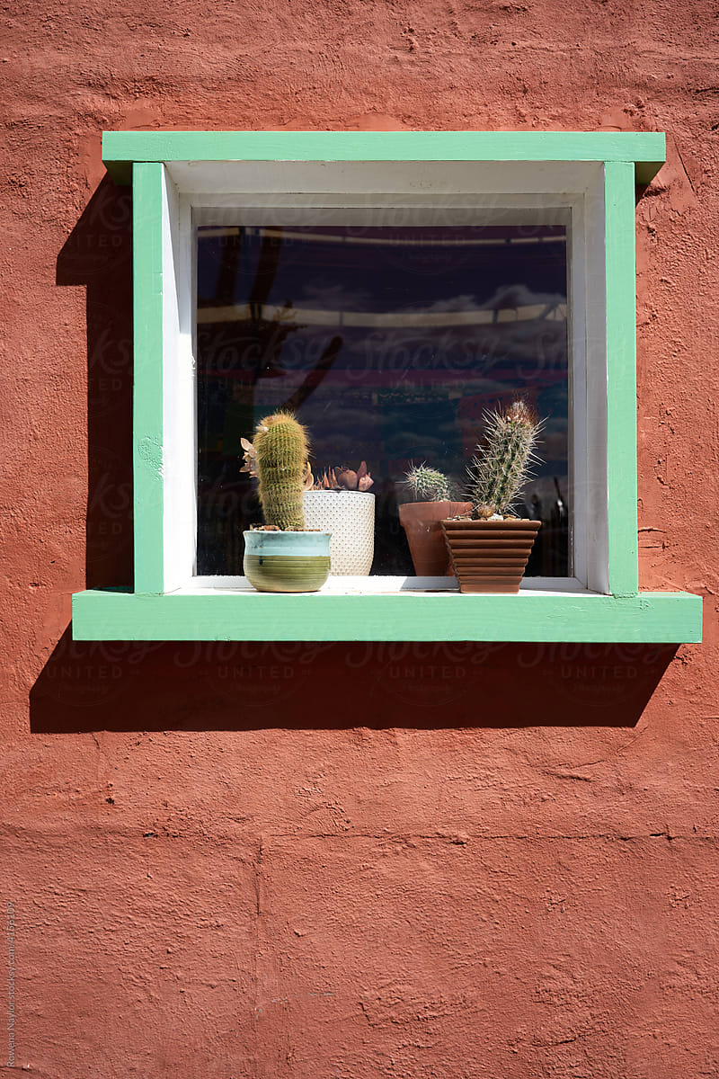 Cactus plants in window box