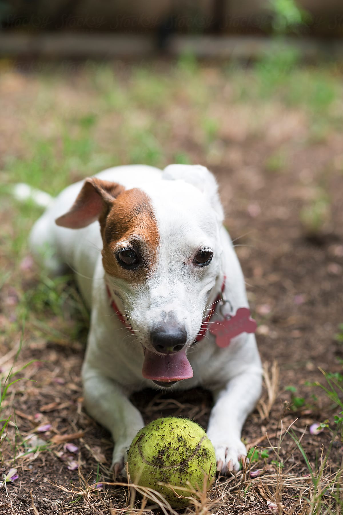 Jack Russel Terrier dog playing with a tennis ball