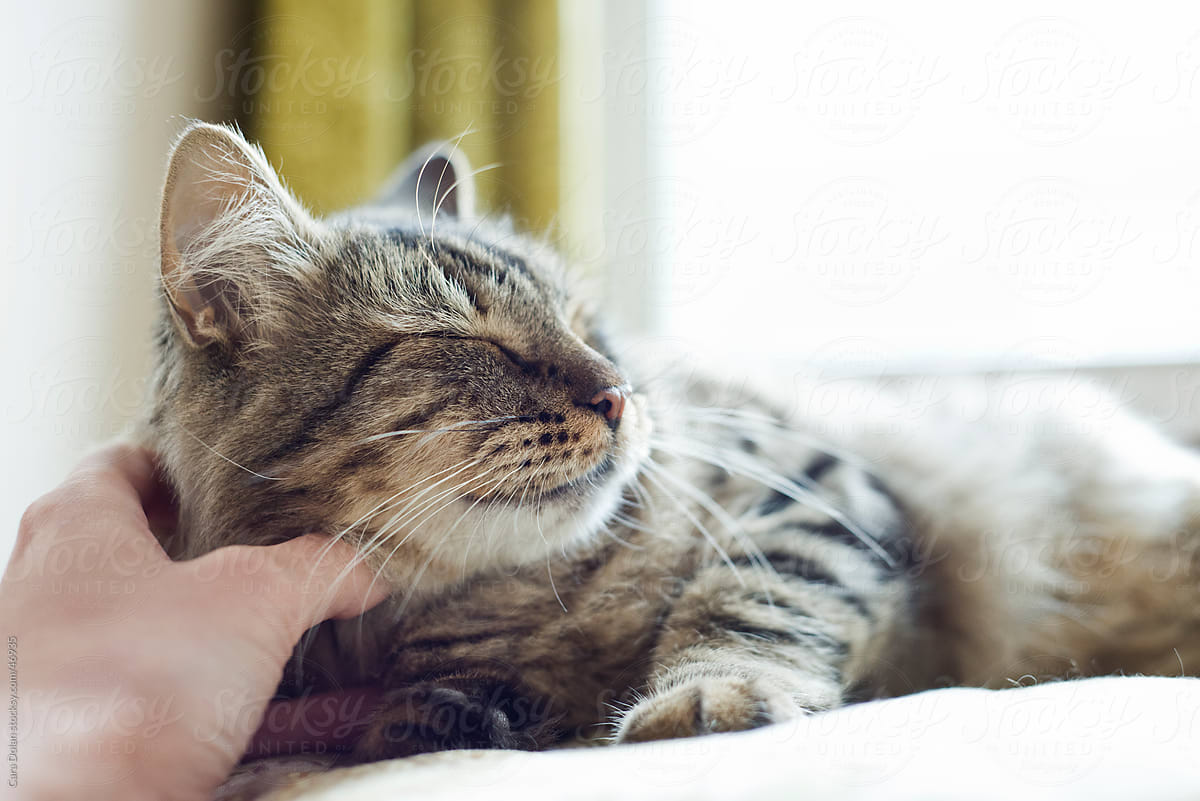 Happy cat lies content as owner scratches her neck