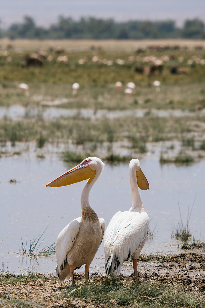 Wild pelicans near water