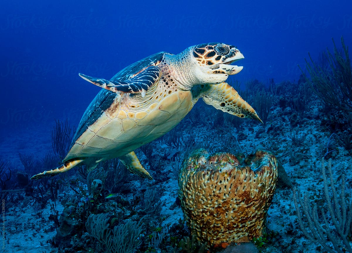 Hawksbill Sea Turtle Eating Sponge