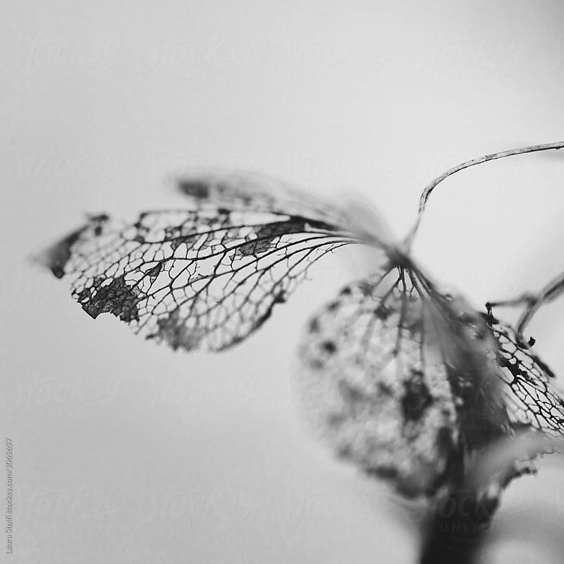 Black and white lace-like single hydrangea flower