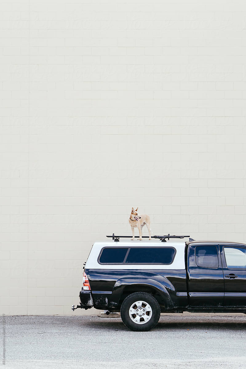 Dog and Truck