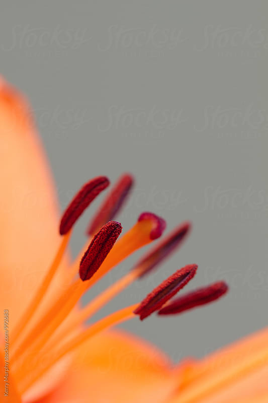 Macro of center of orange lily flower