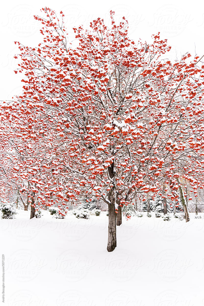 Vertical view of snow-covered tree with red clusters of a mountain ash