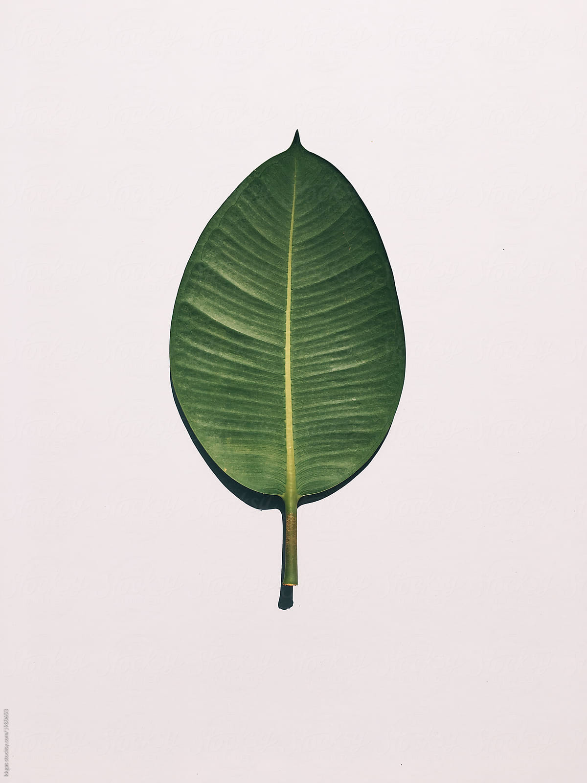 Large leaf with hard light