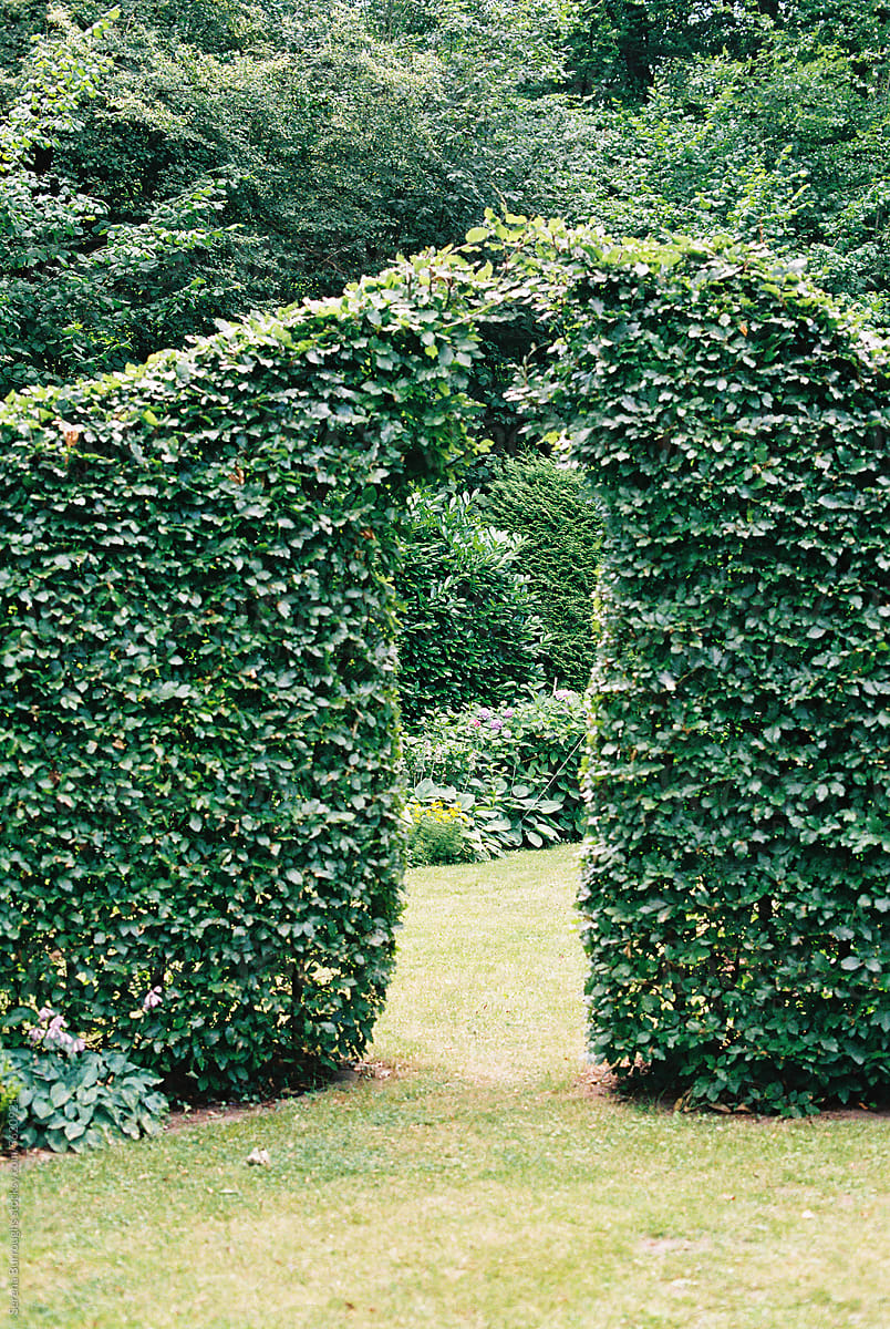 giang beech hedge in garden with walkway tunnel
