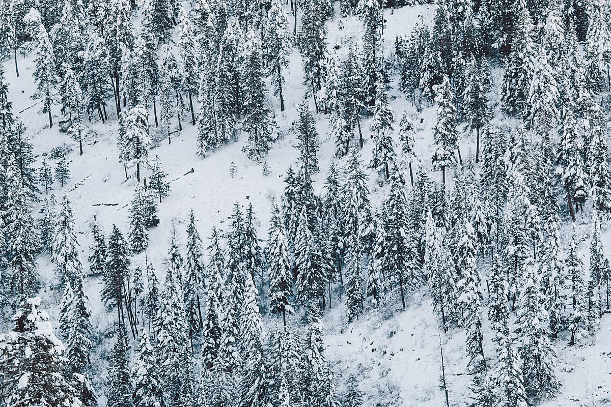 Snow covered pine trees on a mountain side