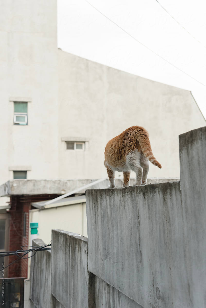 Wild cat walking down the wall