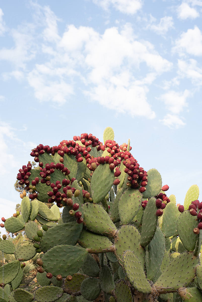 Prickly Pear Cactus with Fruit and Sky