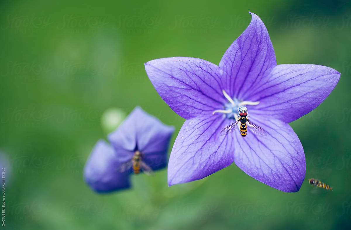 Flower with an insect