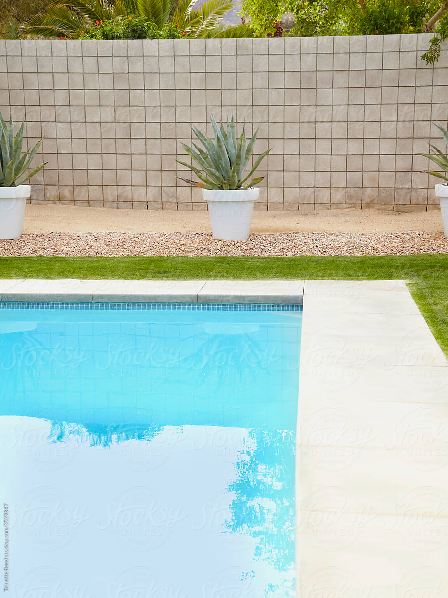 Cactus by Pool in Backyard