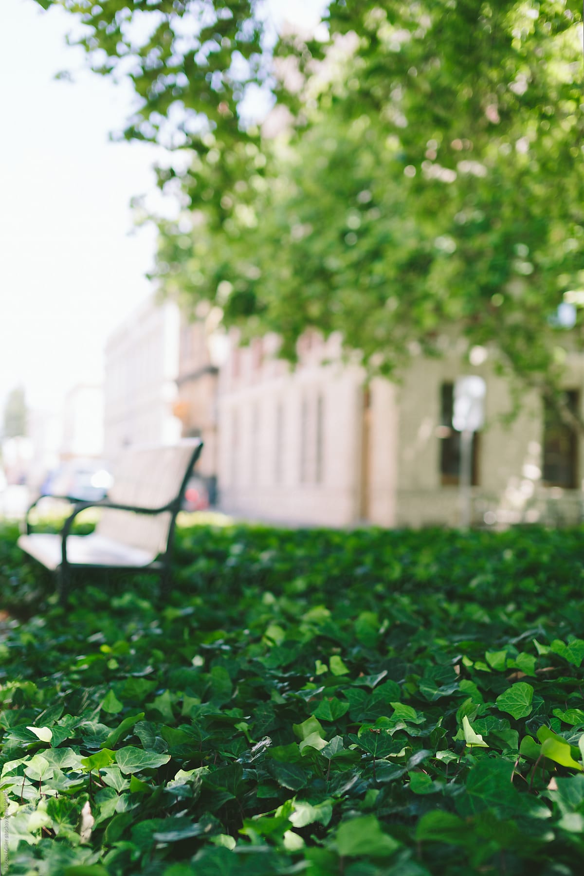 Park bench surrounded by a lush green ground cover