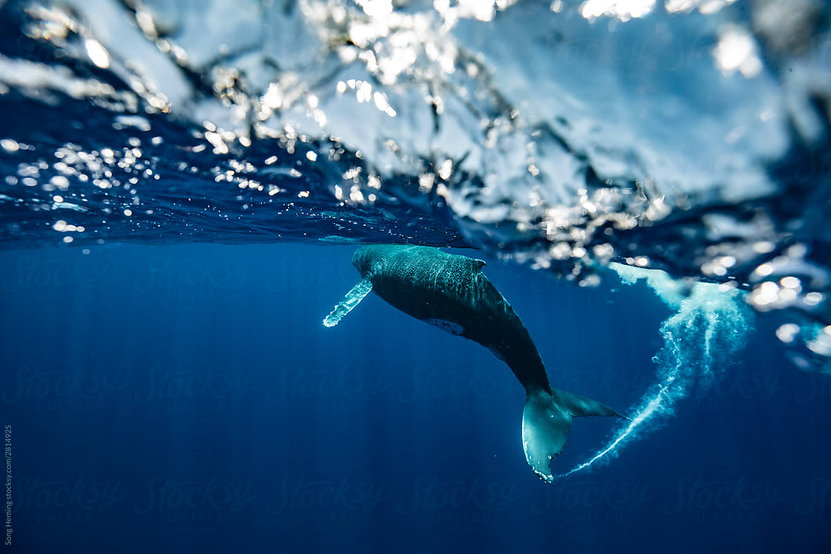 A juvenile humpback whale half underwater shoot, Tonga, 2019