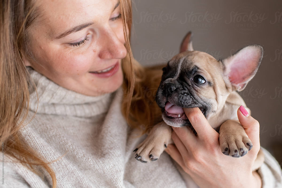 little french bulldog puppy chewing woman\'s finger