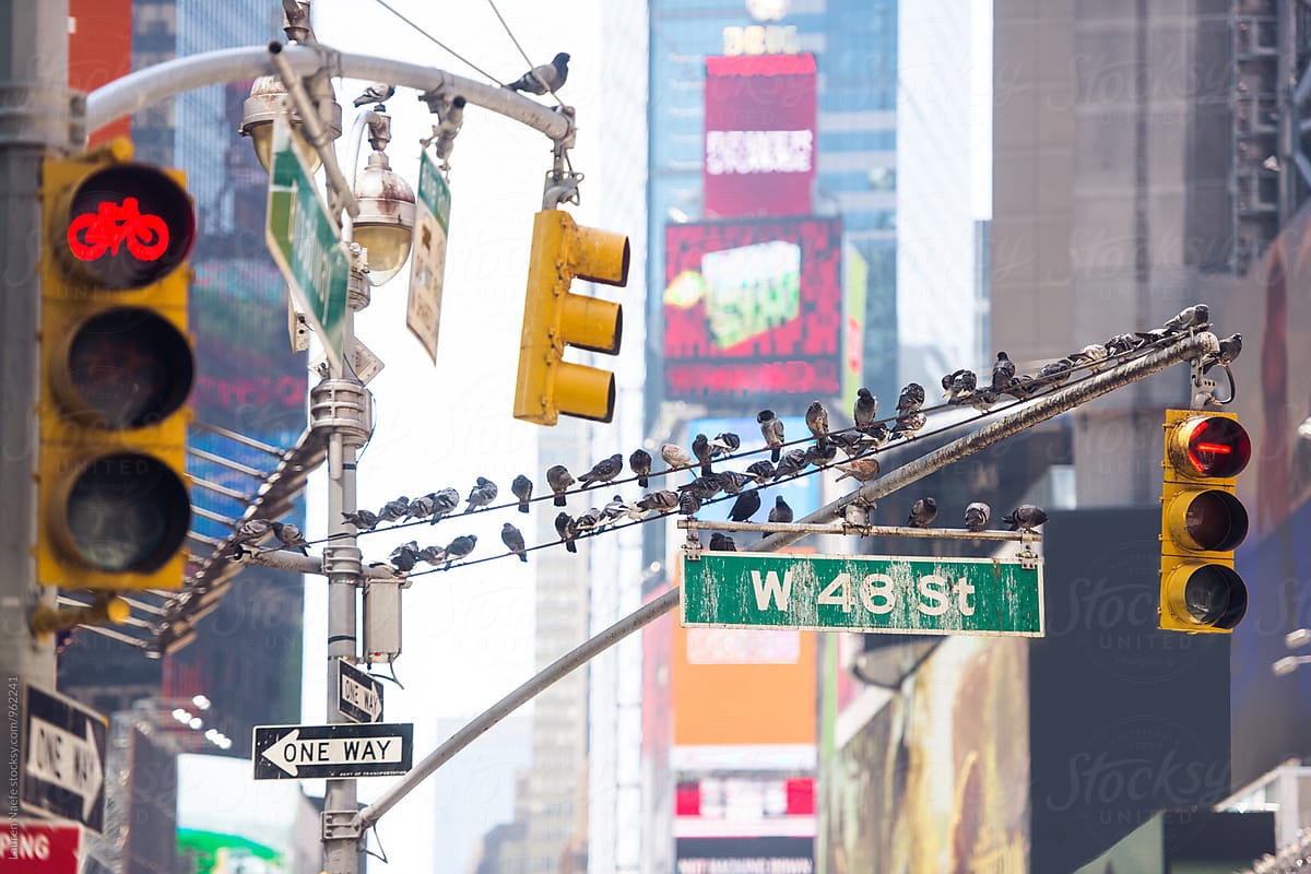 Pigeons on sign in Times Square