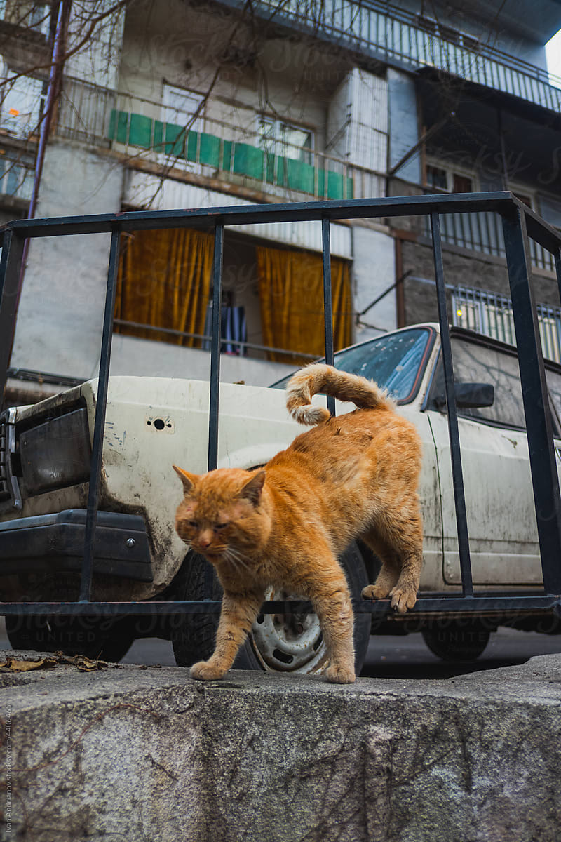 Authentic Yard With Ginger Cat And Local Car