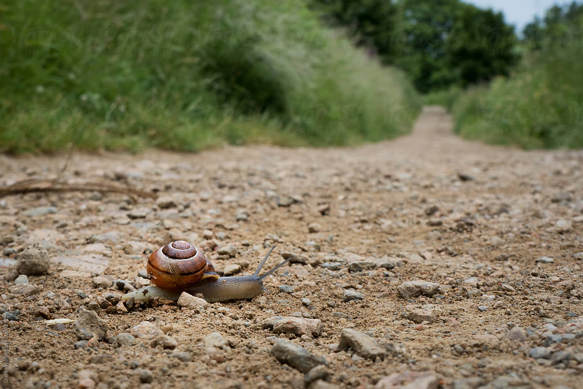 A snail moving across a gravel path. On a summers afternoon
