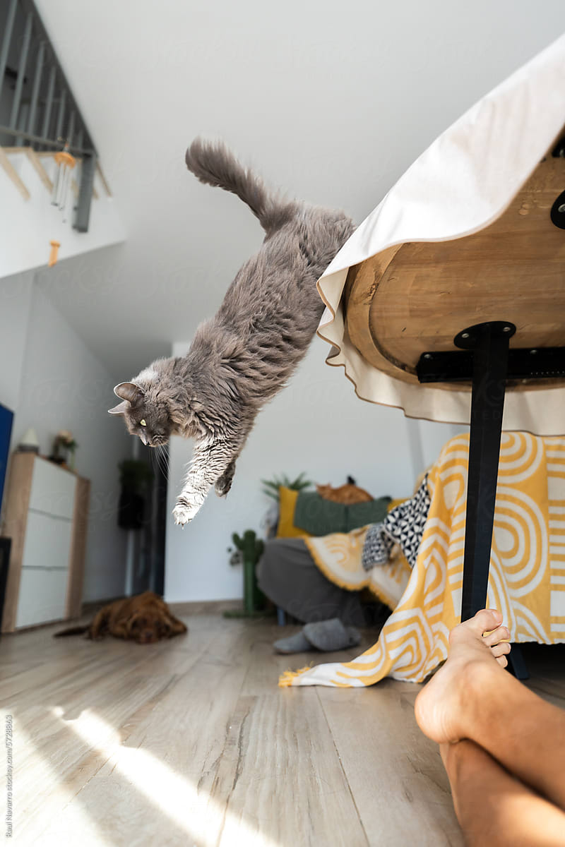 cat jumping from a table at home.