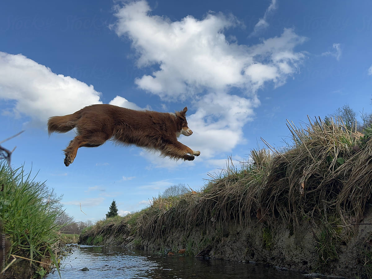 A brown dog is jumping over a stream