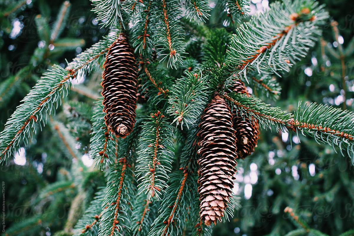 Pine cone trees in the autumn and winter season