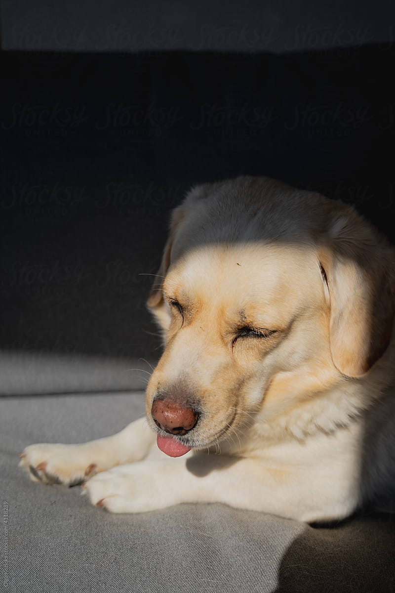 Golden Labrador Crossbreed Lying On Sofa In The Sun