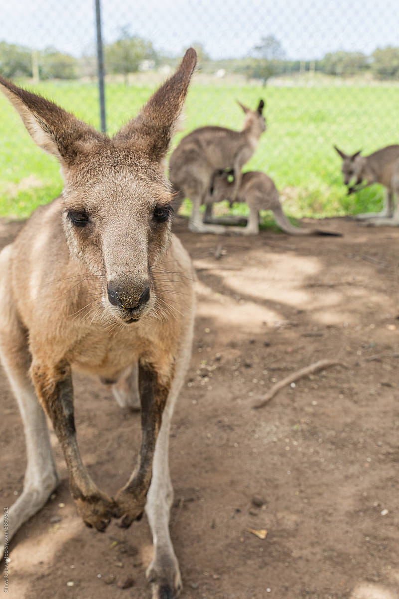 A funny kangaroo looking at the camera