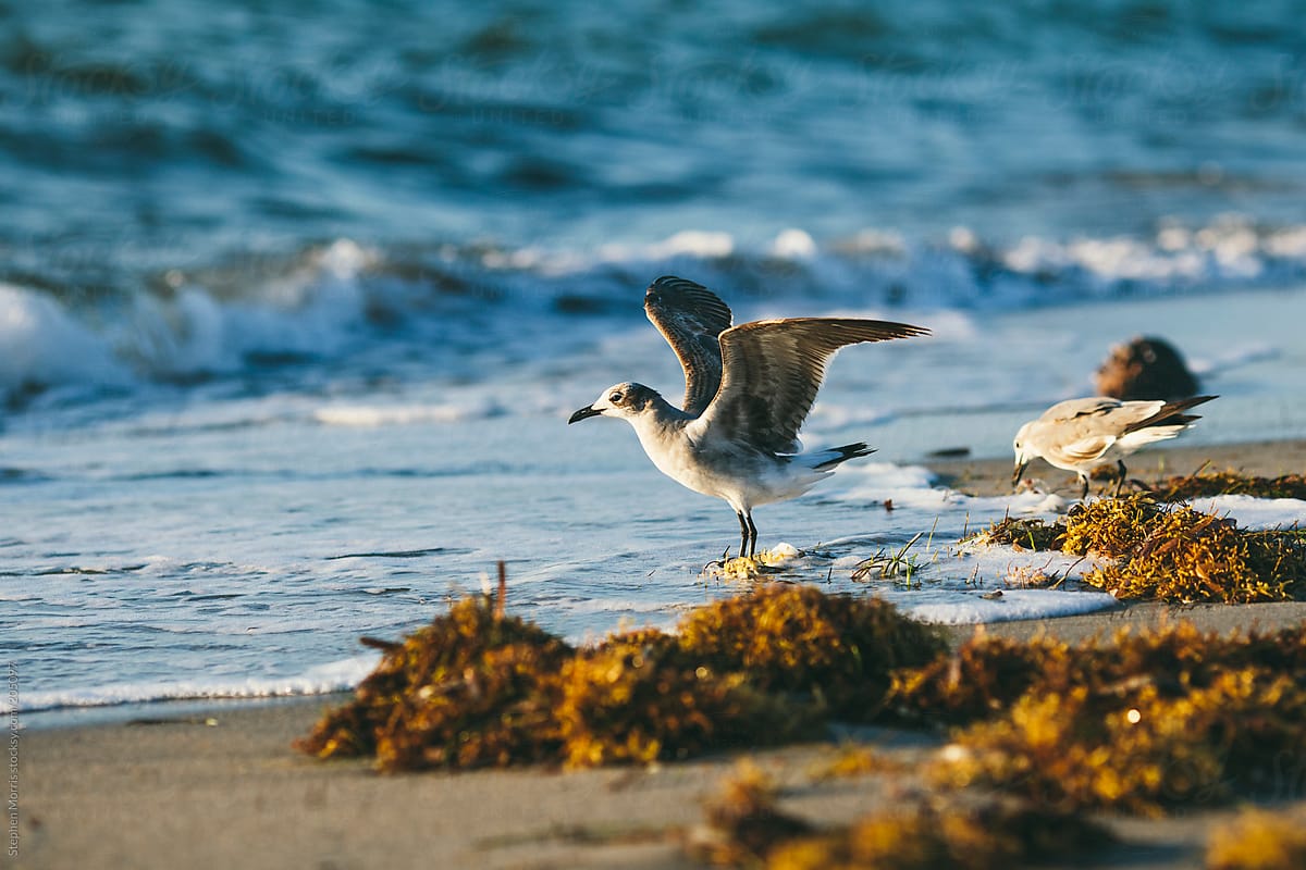 Seagulls on the shoreline