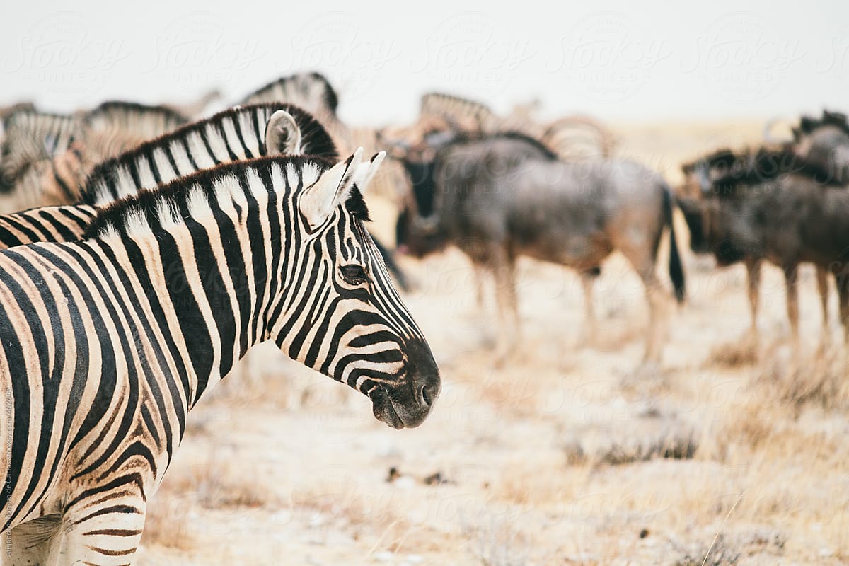 Group of zebras on African savanna with some wildebeest on the background
