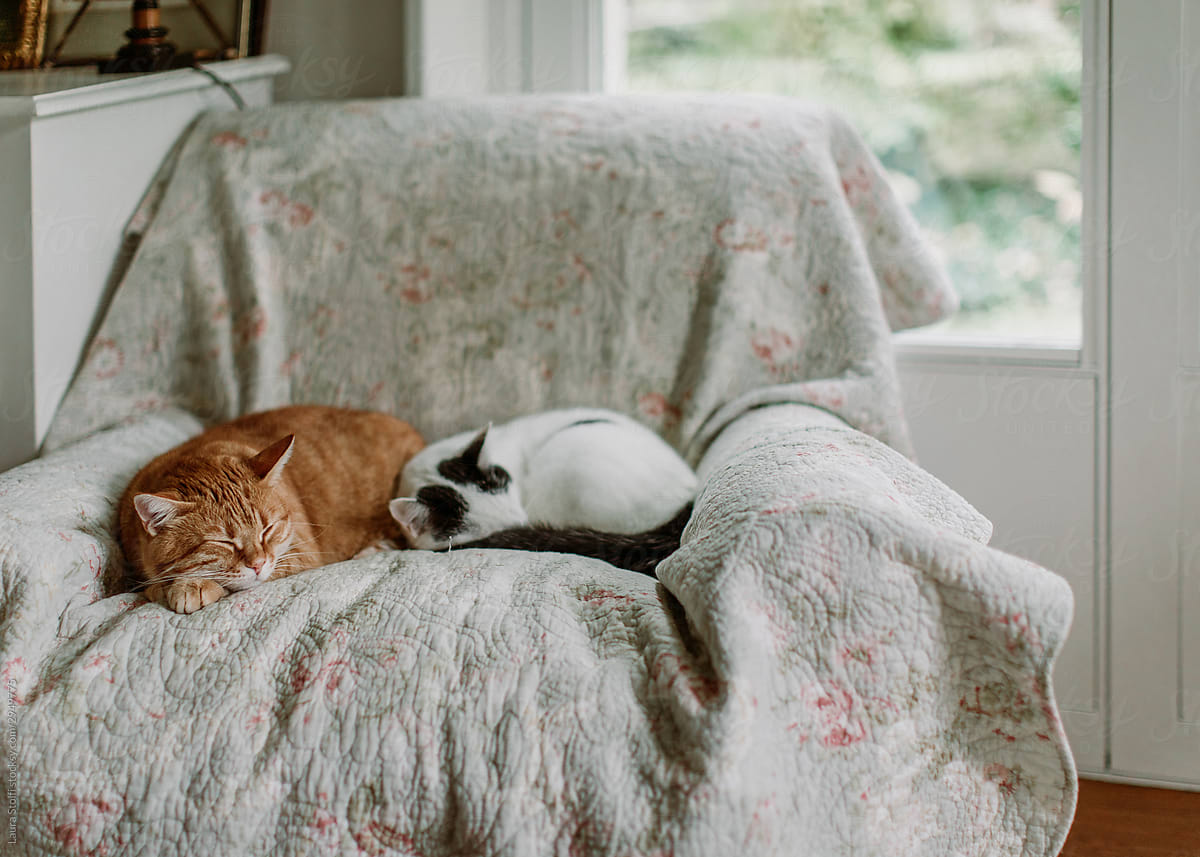Two sleeping cats curled one close to the other on armchair in bright living room