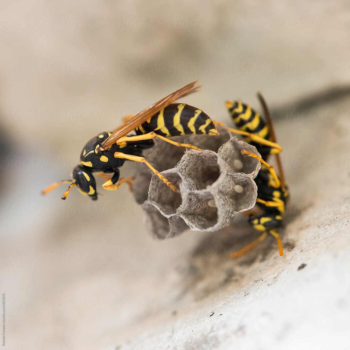 Wasps Building Nest