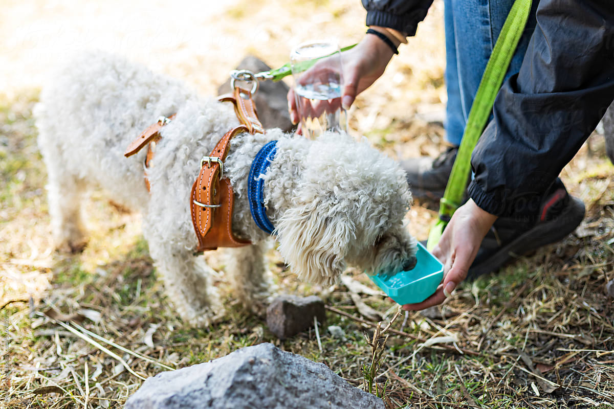 Poodle Dog Drinking Water In A Park