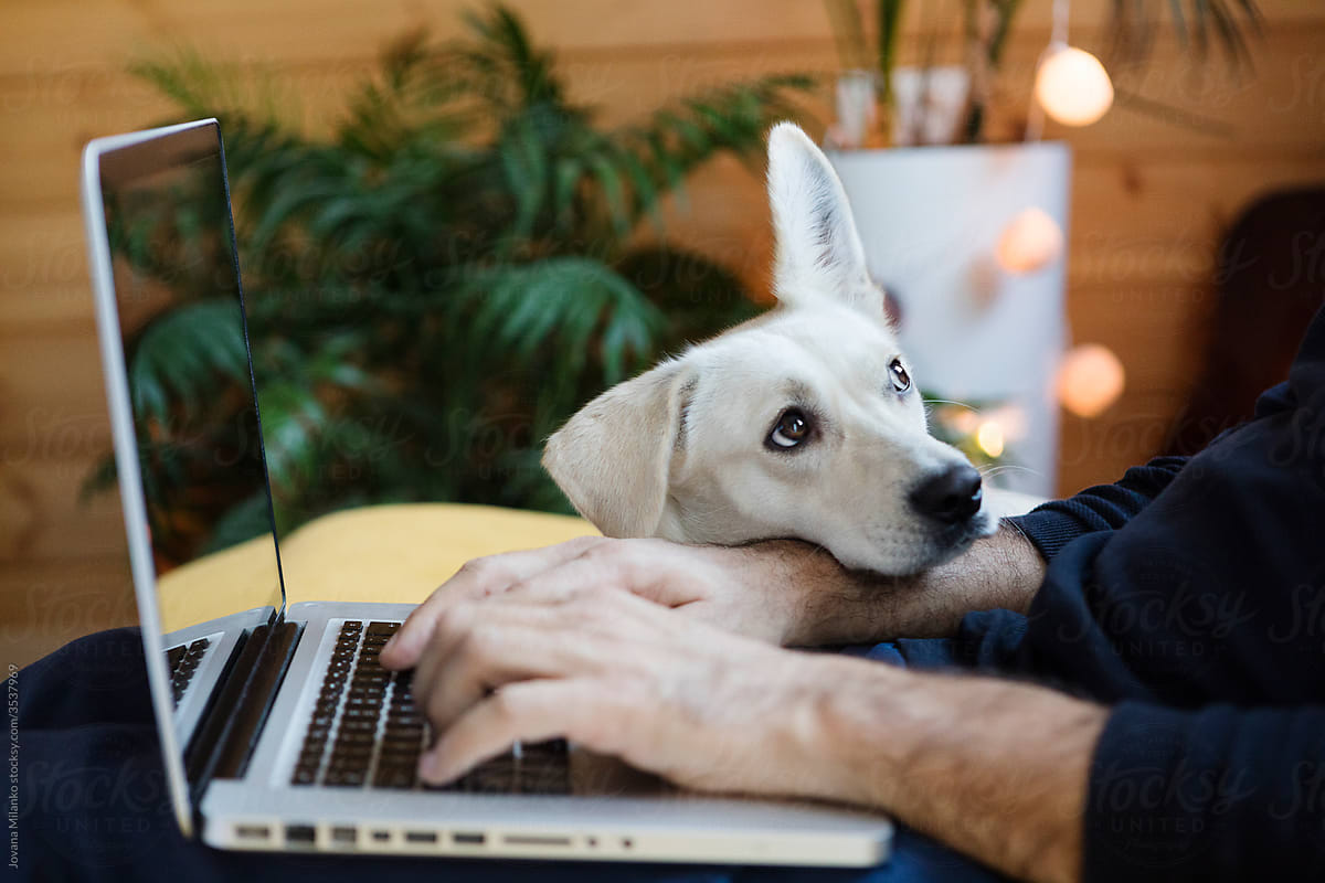 Dog Seeking Attention Owner Working on Laptop