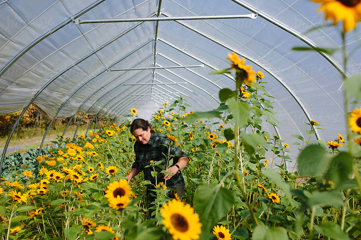 Farmer Harvests Sunflowers