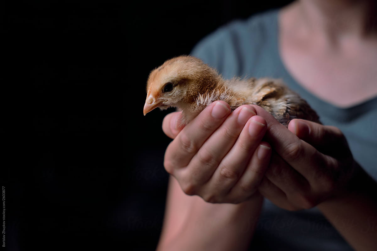 Woman holding chicken in her hands