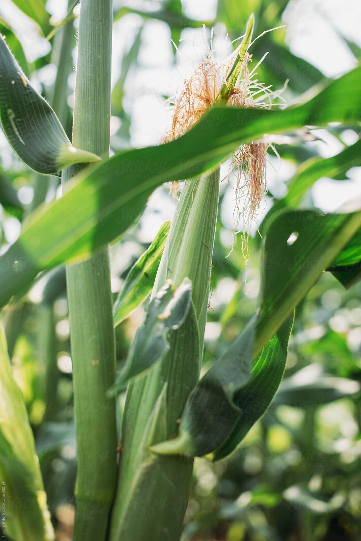 Organic Corn Ear