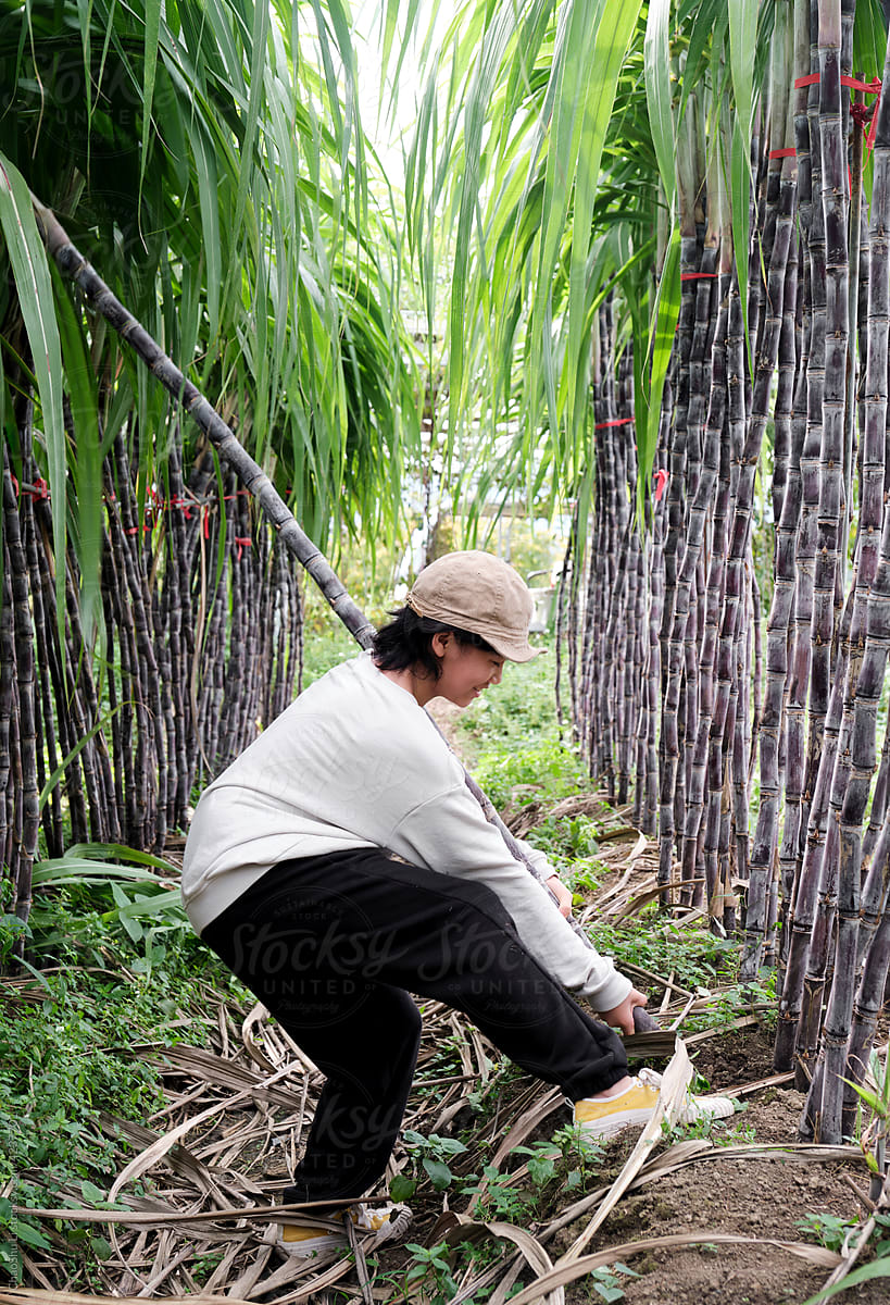 Asian little girl in sugar cane field