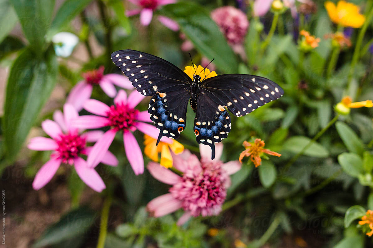 swallowtail butterfly with wings spread open resting on flower