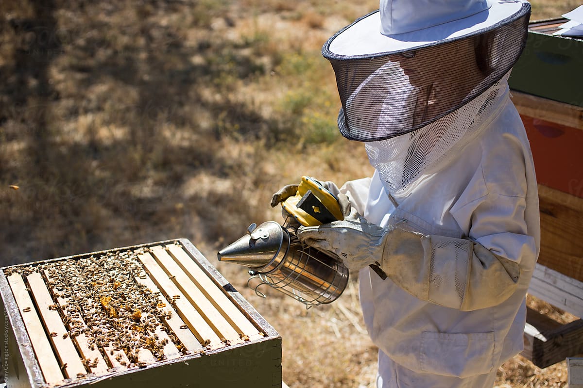 Female Beekeeper using smoke on bees