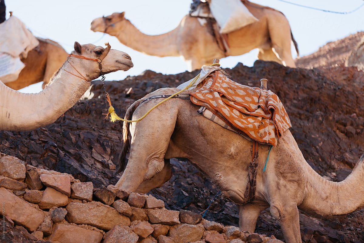 Egypt camel caravan animal group in desert on nature