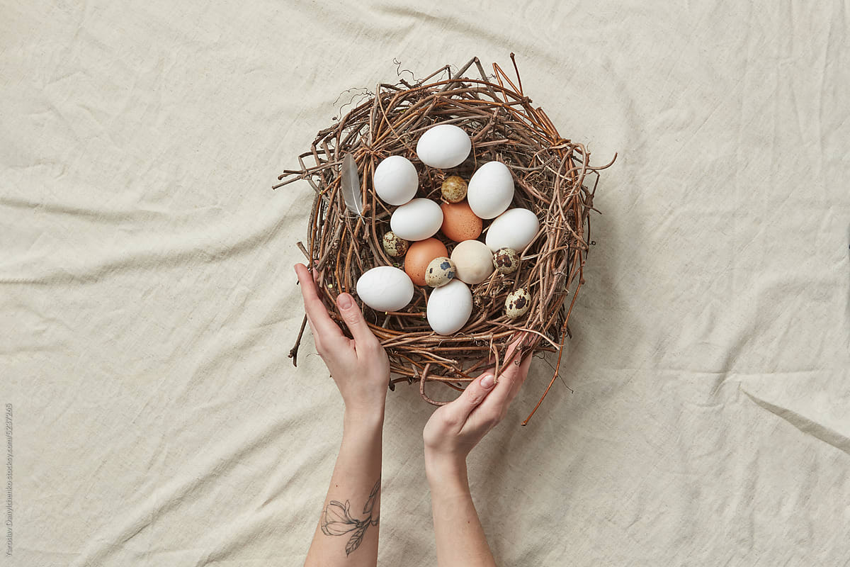 Chicken and quail eggs in nest held by woman.