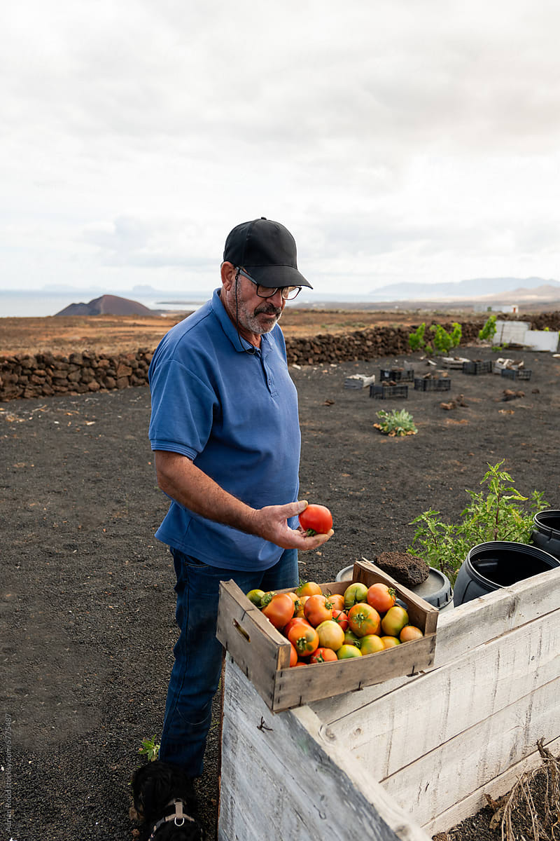 A man chooses the finest tomatoes from a bin at his nearby farm