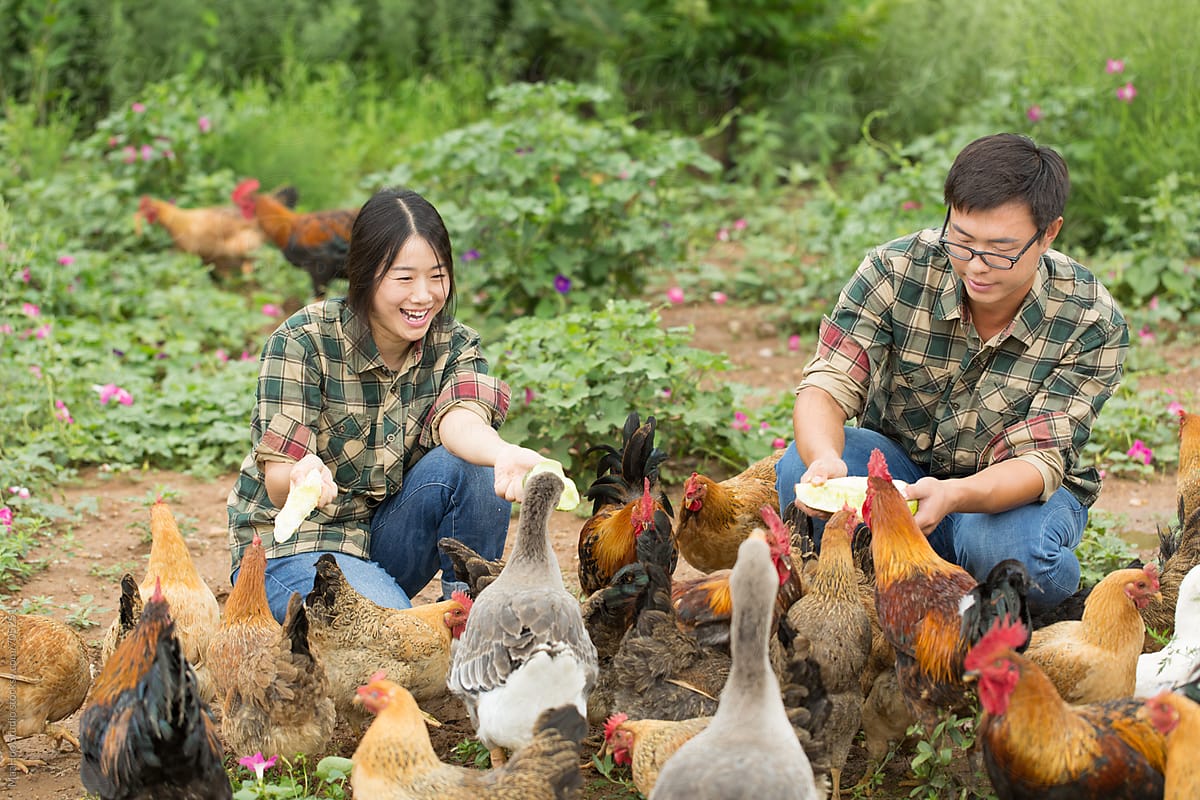 Two farmers feeding chicken