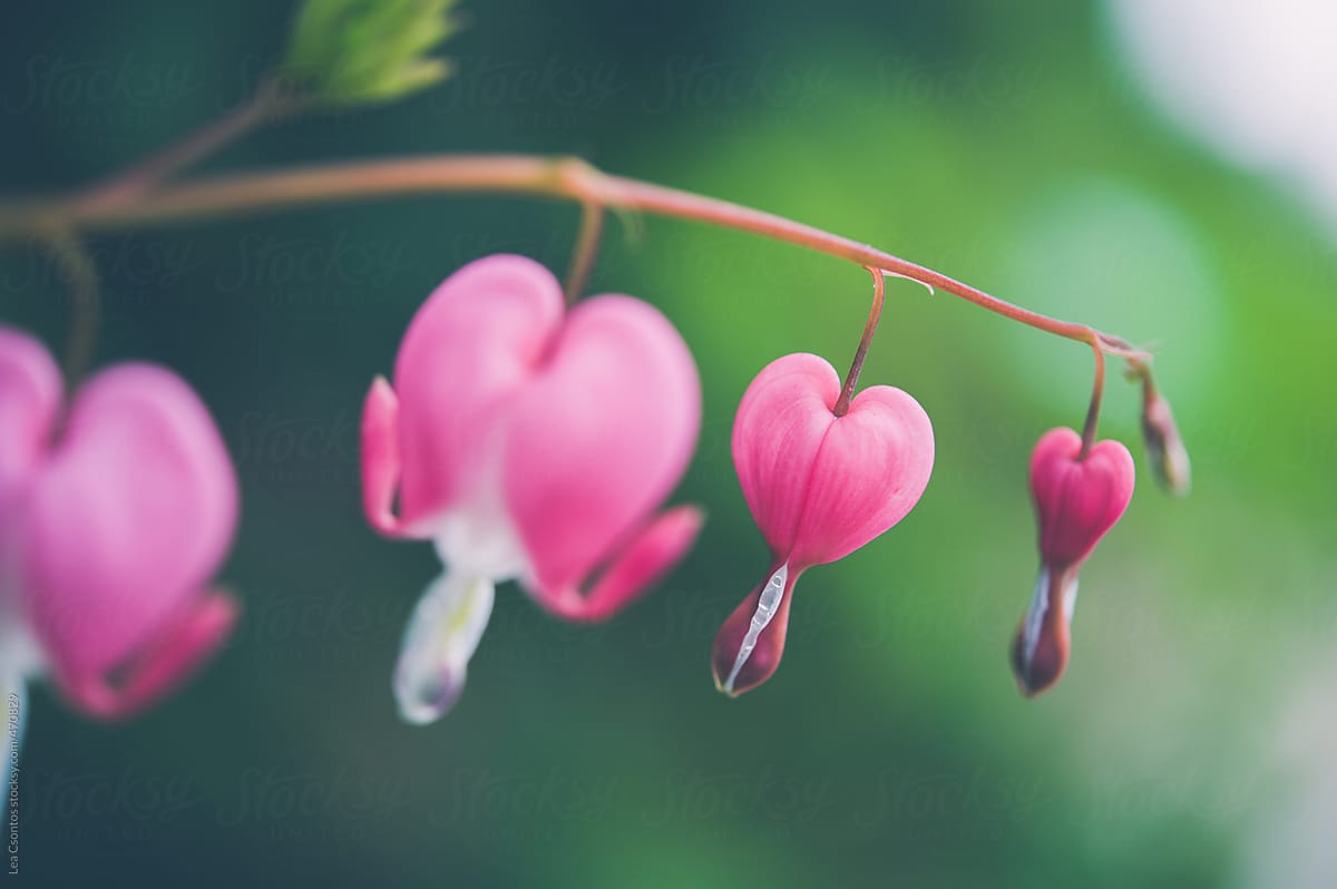 Heart shaped pink flowers against a green background