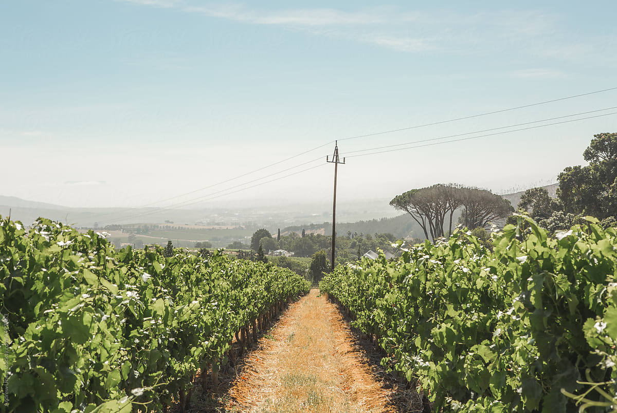 Vineyard in Stellenbosch, South Africa