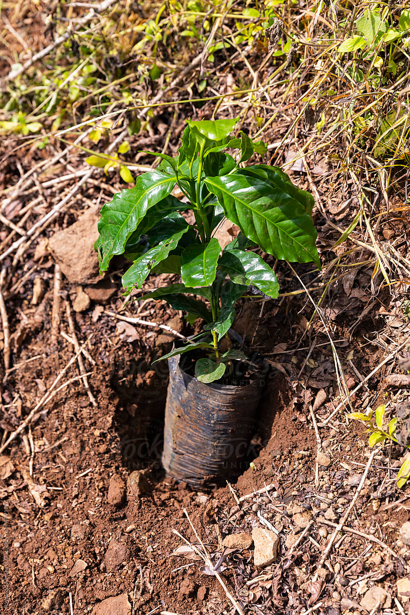 Dwarf coffee plant seedling at coffee farm plantation in Costa Rica