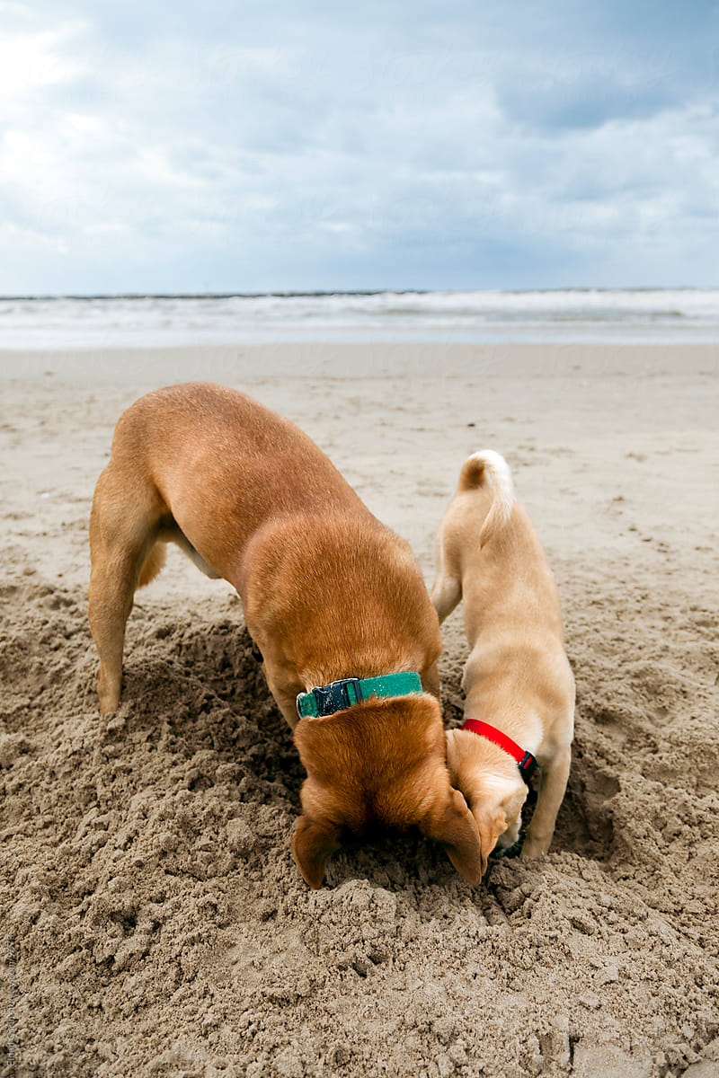 Two Dogs Digging in Beach Sand at Winter