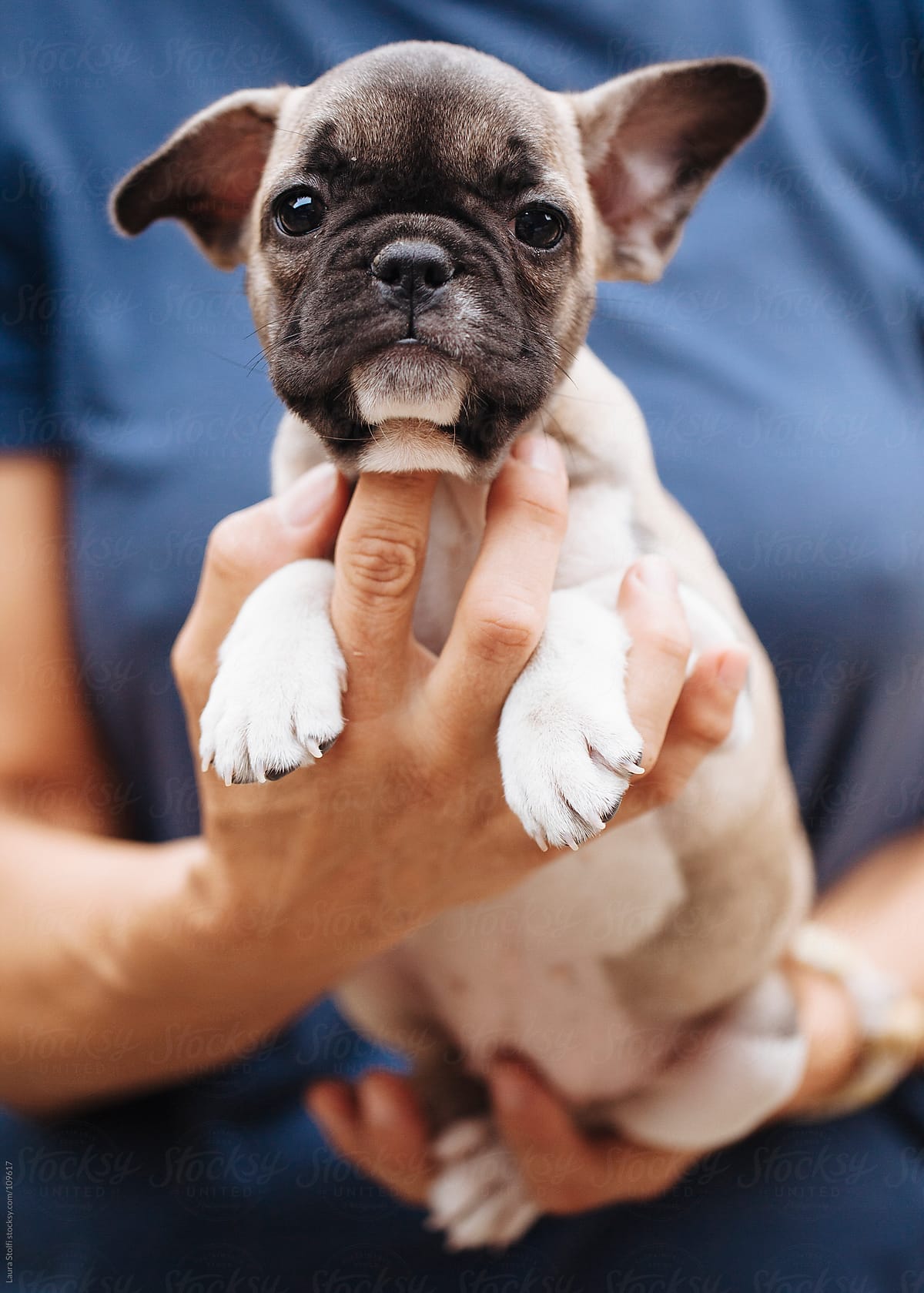 Woman holding in her arms a French Bulldog puppy who looks straight at the camera