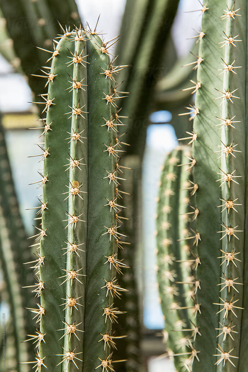 Long Cactus
