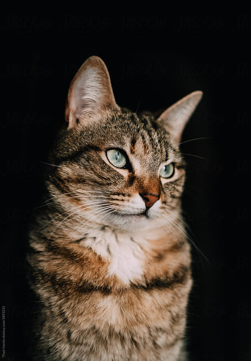 dark portrait of a tabby blue-eyed cat